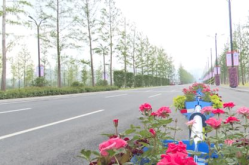花漾水上花,探寻水中绽放的美丽传奇