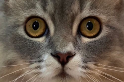 小姐姐猫猫,萌动时光里的治愈小天使